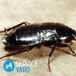 Средство от тараканов Комбат и Раптор — что лучше?