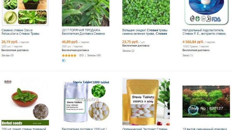 Стевія: вирощування і догляд в домашніх умовах з насіння. Як купити насіння стевії в інтернет магазині Алиэкспресс і коли їх сіяти на розсаду?