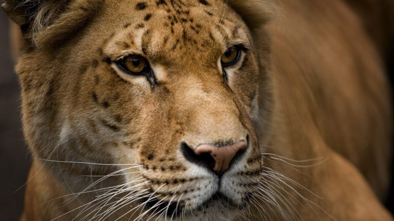 Суміш, гібрид тигра і лева: як називається, як виглядає? Хто такий лігр і тигролев? Тигролев і лігр: в чому відмінності?