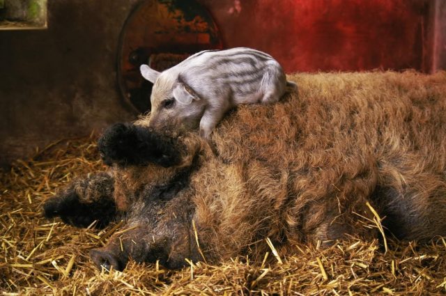 Свині породи Мангал (Монгольська): опис та фото, характеристика, відгуки