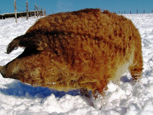 Свині породи Мангал (Монгольська): опис та фото, характеристика, відгуки Свині породи Мангал (Монгольська): опис та фото, характеристика, відгуки