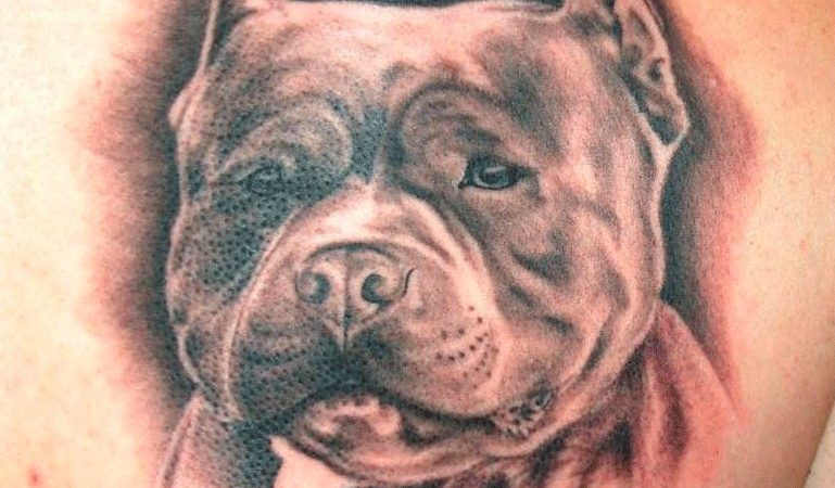 Тату пітбуля: значення, ескіз, фото. Що означає татуювання пітбуля у чоловіків і дівчат?