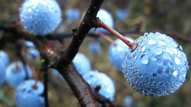 Терен: користь і шкода для чоловіків і жінок. Застосування терну в кулінарії і народній медицині. Хімічний склад ягоди