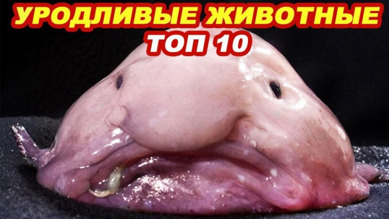 ТОП-10 найбільш страшних, жахливих і страшних тварин на Землі: рейтинг, короткий опис, фото