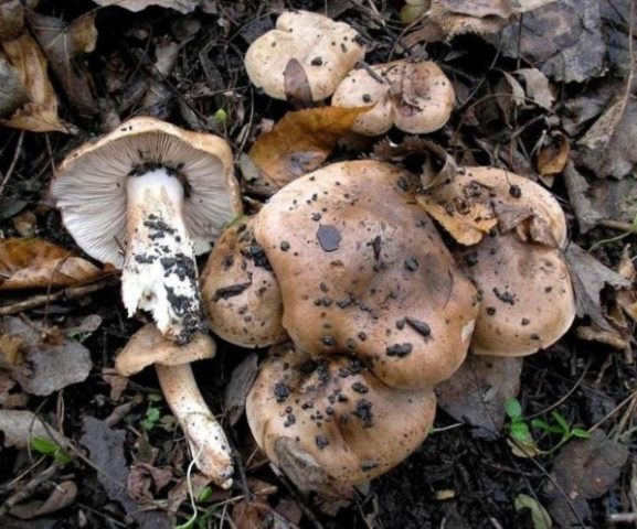 Тополевая рядовка: рецепти приготування, скільки вимочувати, як чистити, фото