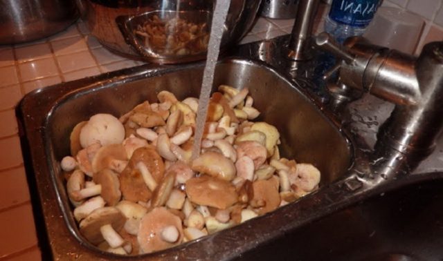 Тополевая рядовка: рецепти приготування, скільки вимочувати, як чистити, фото