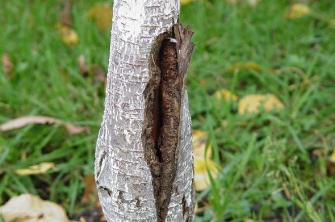 Тріснула кора на черешні: що робити, чим лікувати? Хвороби кори черешні та їх профілактика та лікування: опис, фото