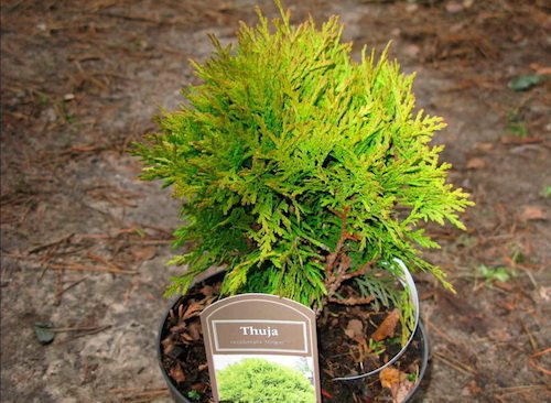 Туя догляд в домашніх умовах