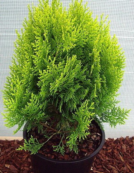 Туя догляд в домашніх умовах