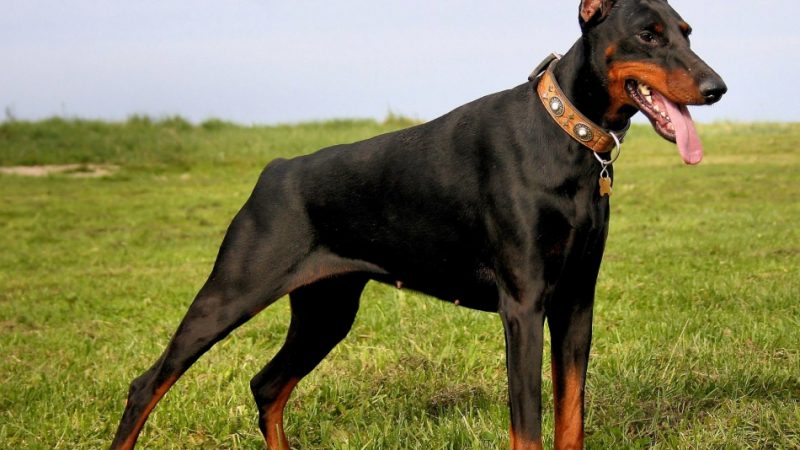 У чому схожість і відмінність добермана і ротвейлера: порівняння, фото. Хто краще, більше, витривалішими, добрішими: доберман або ротвейлер?