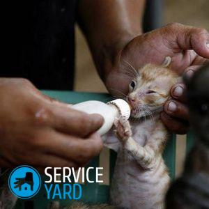 У котенка жидкий стул — что делать?