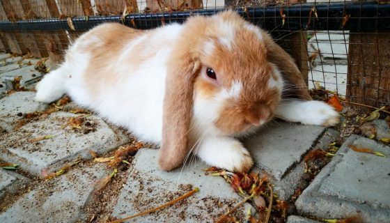 У кролика відмовили лапи: причини, що робити