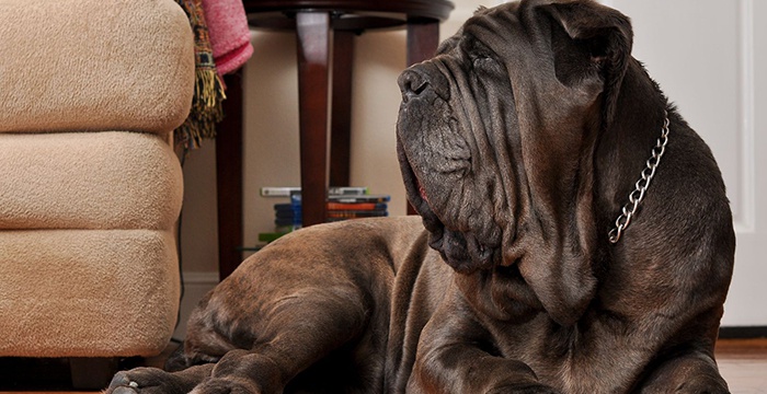 У собаки бурчить у животі – що робити, як дізнатися причини, ніж лікувати