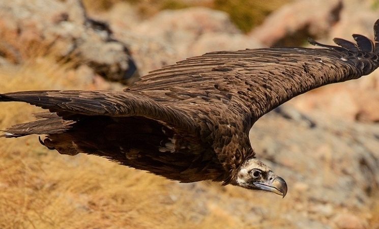 У якій птиці найбільший розмах крил: топ-10, опис, фото