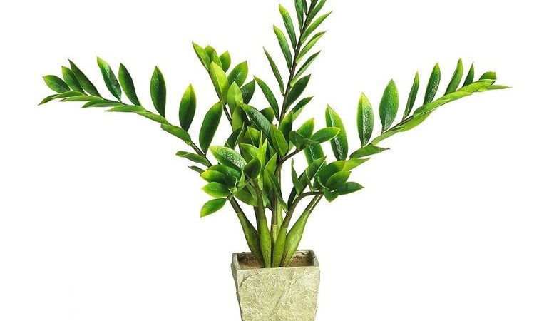 Уход за долларовым деревом в домашних условиях