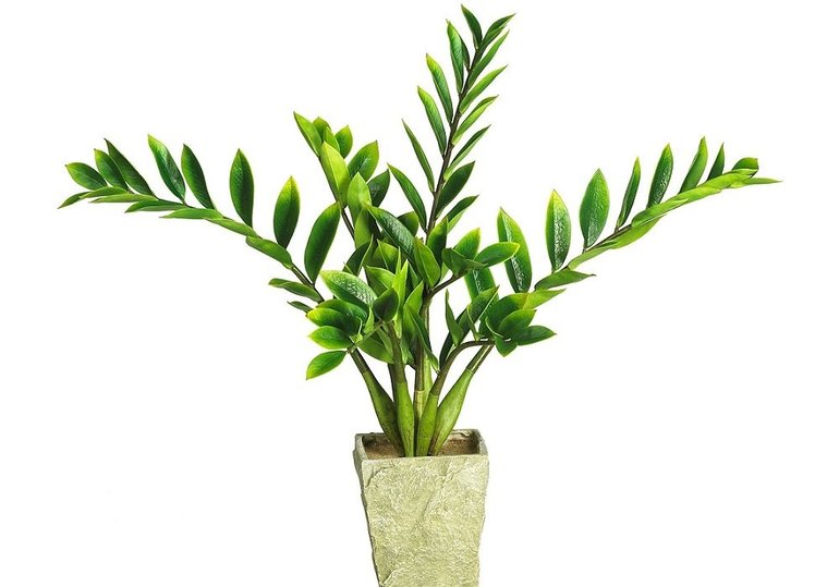 Уход за долларовым деревом в домашних условиях Уход за долларовым деревом в домашних условиях