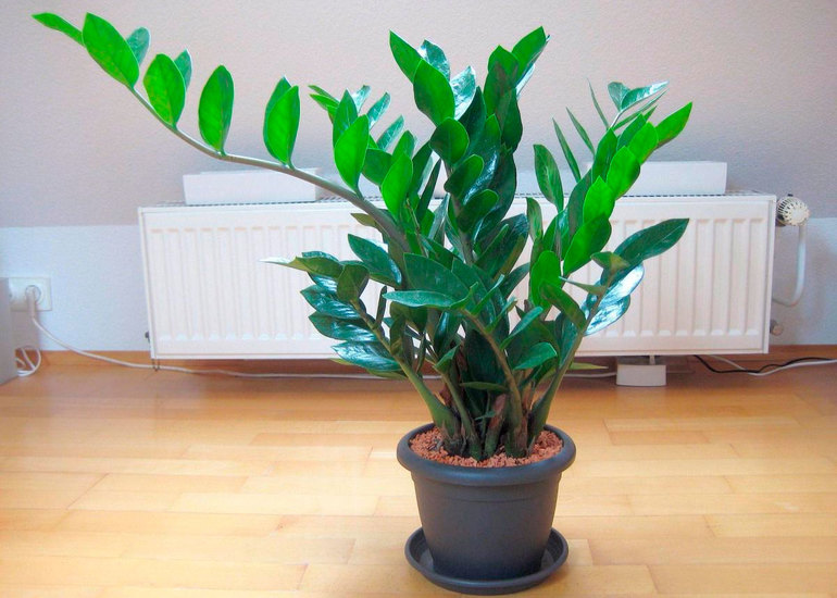 Уход за долларовым деревом в домашних условиях Уход за долларовым деревом в домашних условиях