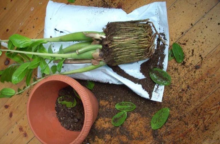 Уход за долларовым деревом в домашних условиях Уход за долларовым деревом в домашних условиях