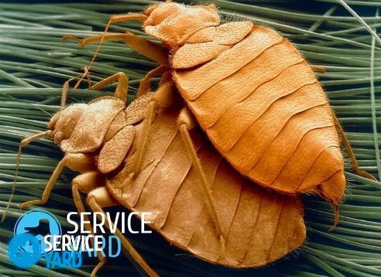 Уничтожение клопов парогенератором