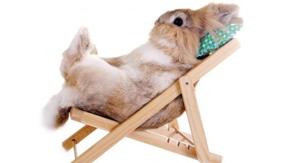 Утримання і догляд за кроликами в домашніх умовах