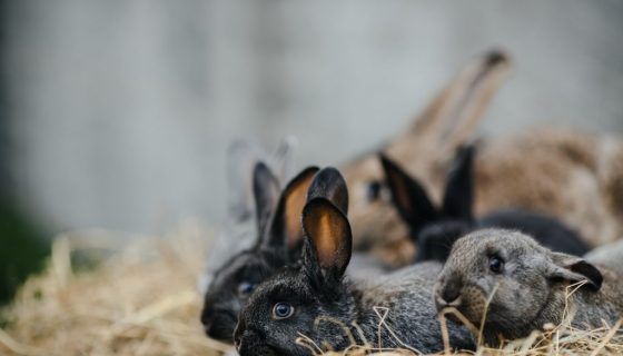 Утримання і догляд за кроликами в домашніх умовах