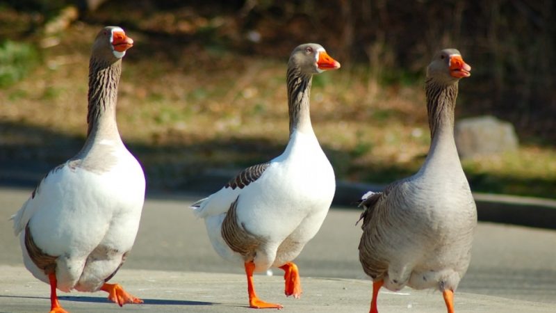 Відмінність гусака від гуски за зовнішніми ознаками, будові тіла і поведінці, статевими ознаками