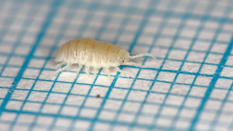 В ванной насекомые: завелись белые или прозрачные и быстро бегают