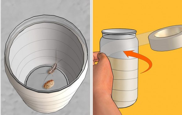 В ванной насекомые: завелись белые или прозрачные и быстро бегают