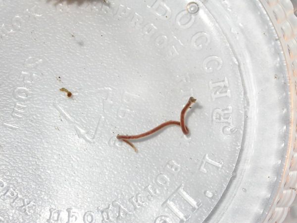 В ванной насекомые: завелись белые или прозрачные и быстро бегают