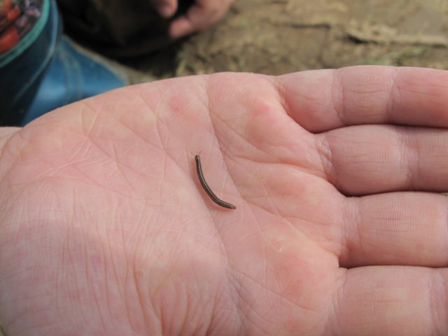 В ванной насекомые: завелись белые или прозрачные и быстро бегают