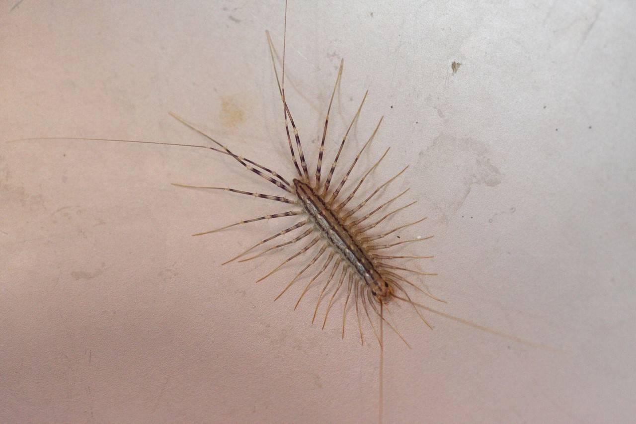 В ванной насекомые: завелись белые или прозрачные и быстро бегают