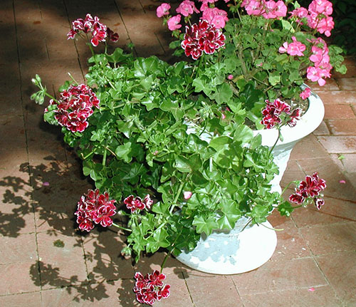 Вчимося розмножувати і доглядати за пеларгонією ампельної