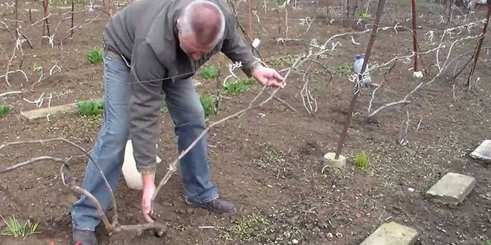 Весняна і осіння обрізка винограду для початківців