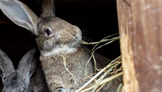 Вичинка шкур кролика в домашніх умовах: як правильно