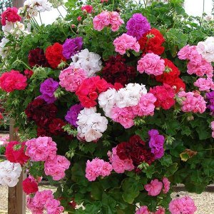 Види і сорти кімнатній герані на фото з описом