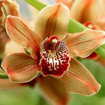 Види і сорти орхідей