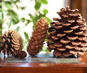 Виготовлення своїми руками новорічних поробок з шишок