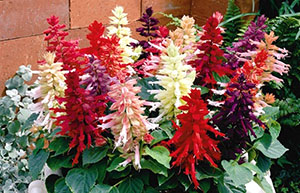 Вирощуємо сальвію з насіння для дачних клумб