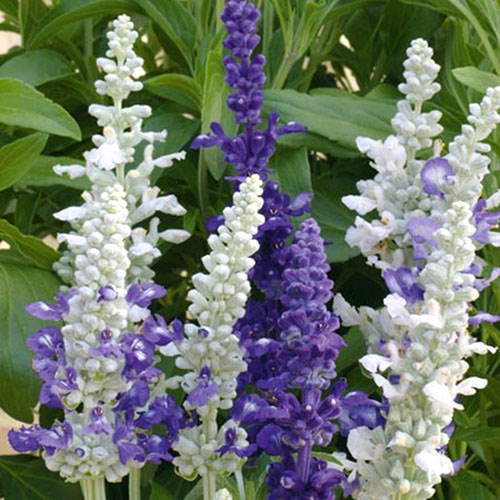 Вирощуємо сальвію з насіння для дачних клумб