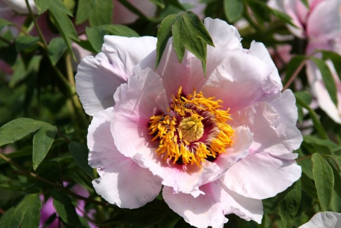 Вирощування і догляд за півонією