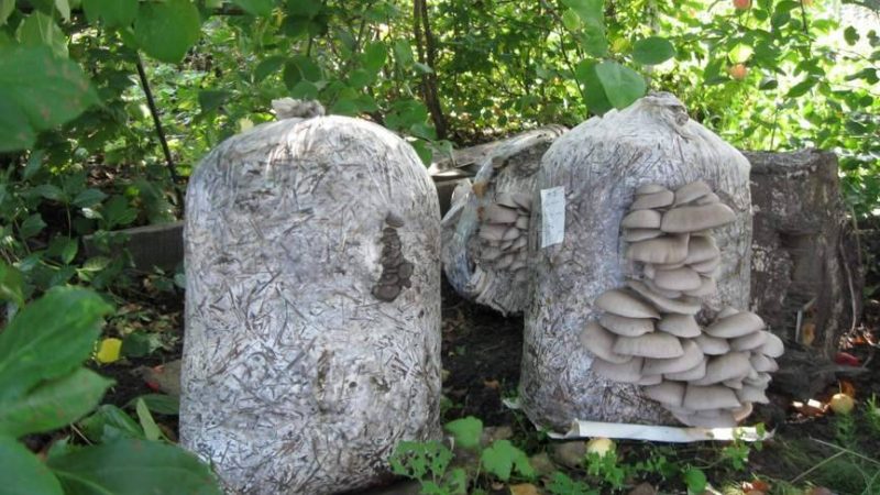 Вирощування гливи в домашніх умовах для новачків: інтенсивним і екстенсивним способами, відео + фото