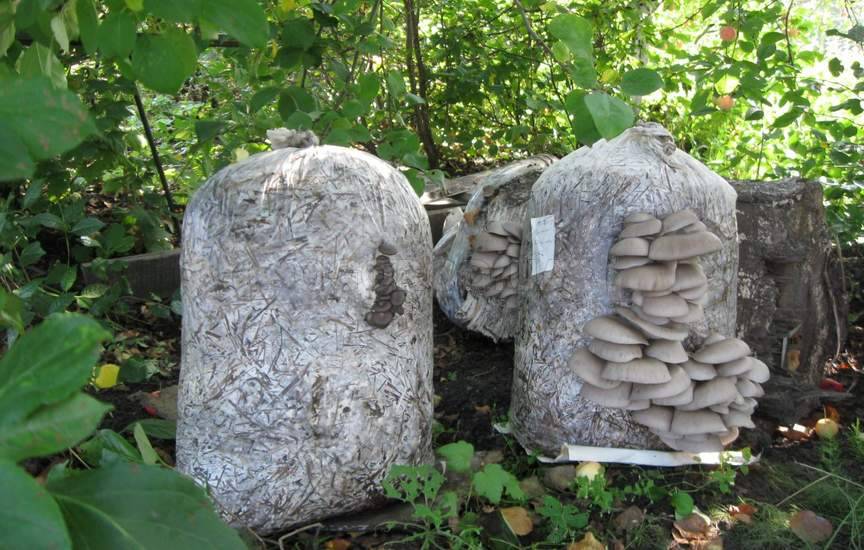 Вирощування гливи в домашніх умовах для новачків: інтенсивним і екстенсивним способами, відео + фото Вирощування гливи в домашніх умовах для новачків: інтенсивним і екстенсивним способами, відео + фото