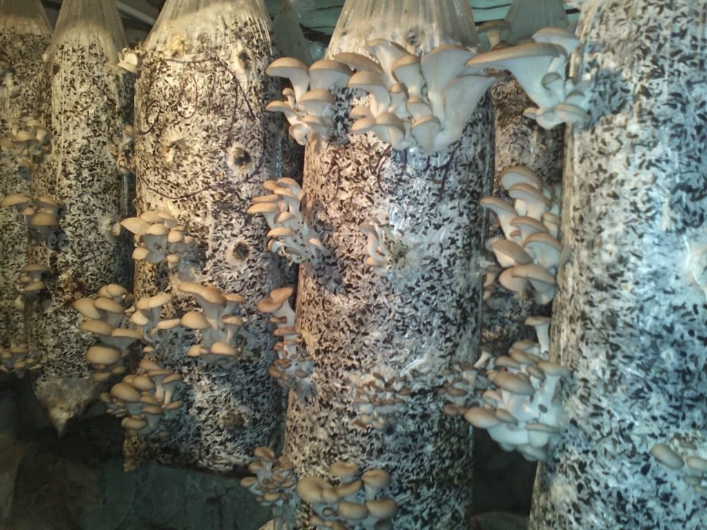 Вирощування гливи в домашніх умовах для новачків: інтенсивним і екстенсивним способами, відео + фото Вирощування гливи в домашніх умовах для новачків: інтенсивним і екстенсивним способами, відео + фото