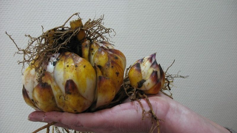 Вирощування лілій з лусочок і насіння на продаж навесні і восени. Розмноження лілій лусочками влітку, у серпні, восени