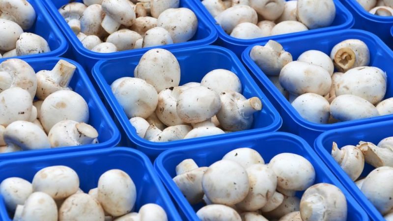 Вирощування печериць для новачків в домашніх умовах: покроково в підвалі, на грядці і балконі, відео