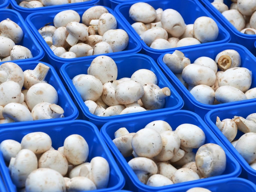 Вирощування печериць для новачків в домашніх умовах: покроково в підвалі, на грядці і балконі, відео Вирощування печериць для новачків в домашніх умовах: покроково в підвалі, на грядці і балконі, відео