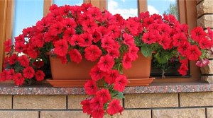 Вирощування петунії Сурфінія: догляд та розмноження квітки, фото