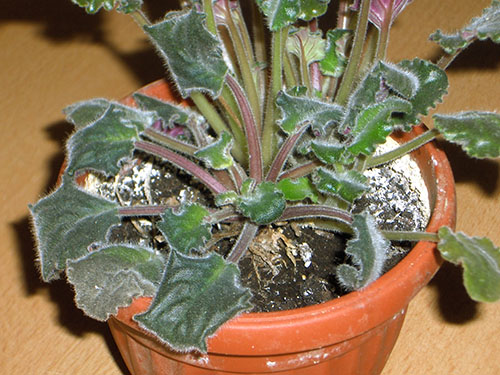 Вивчаємо хвороби фіалок і способи їх лікування