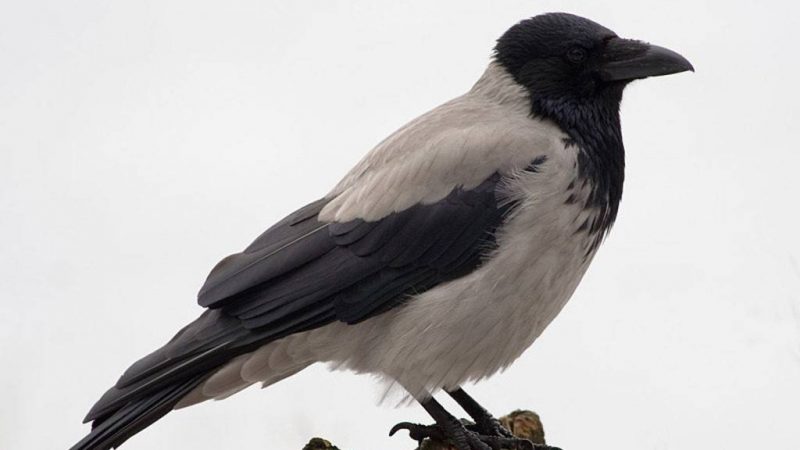 Ворона на даху, у дворі: прикмети — що означає побачити багато ворон? Ворона сіла на машину, вікно, балкон: прикмети