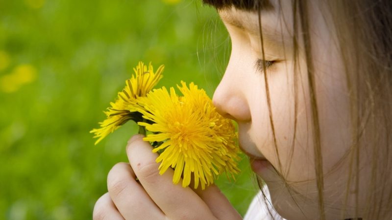 Як і чим відіпрати плями від кульбаби з одягу, джинсів, куртки? Видалити сліди від молочка кульбаби з кольорового одягу?
